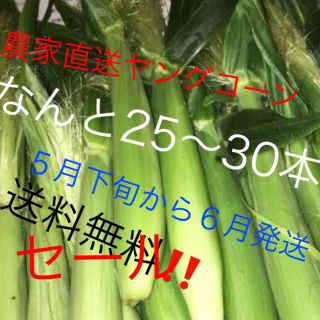 セールヤングコーン値下げ今だけ6月発送予定品‼️(野菜)