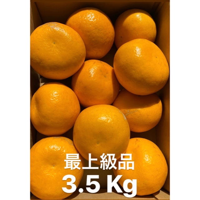 愛媛　最上級品　宇和ゴールド紅　3.5Kg   美生柑　河内晩柑 食品/飲料/酒の食品(フルーツ)の商品写真
