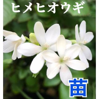 ヒメヒオウギ  白花　数量・期間限定！(その他)