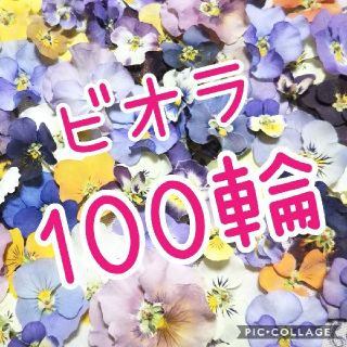 数量限定！ビオラ100輪お得セット♡(ドライフラワー)