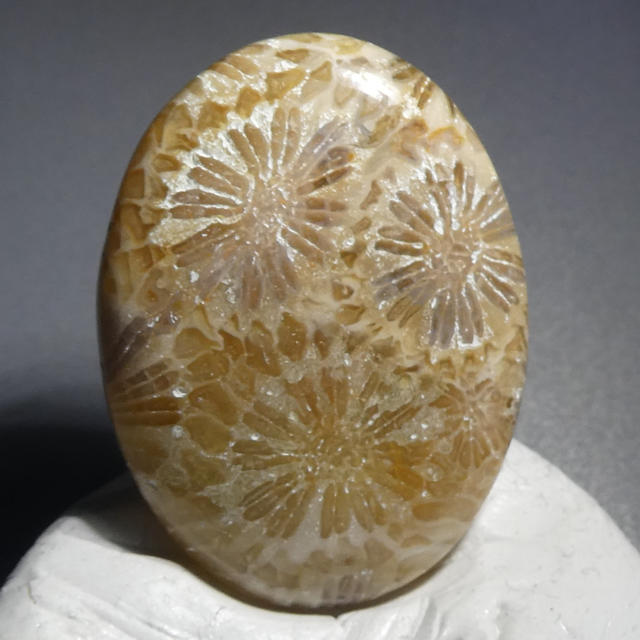 29ct 太古の珊瑚の化石 コーラルフォシルアゲート 海の力を秘めた石♡ ハンドメイドの素材/材料(各種パーツ)の商品写真
