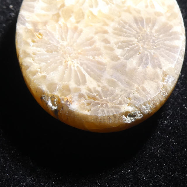 29ct 太古の珊瑚の化石 コーラルフォシルアゲート 海の力を秘めた石♡ ハンドメイドの素材/材料(各種パーツ)の商品写真