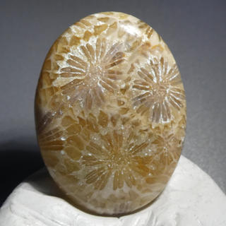 29ct 太古の珊瑚の化石 コーラルフォシルアゲート 海の力を秘めた石♡(各種パーツ)