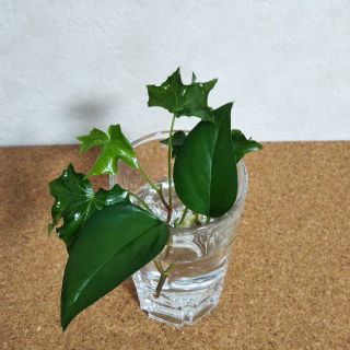 ポトス パーフェクトグリーン&ヘデラ アイバレース カット苗  観葉植物(その他)