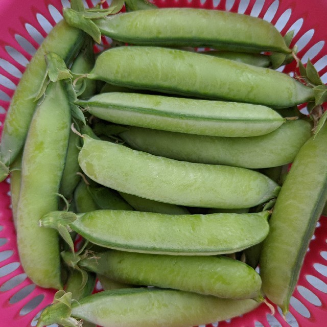 岡山県産  新鮮野菜  うすいえんどう  700グラム  無農薬 食品/飲料/酒の食品(野菜)の商品写真