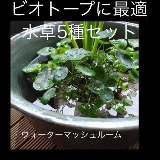 ビオトープ 水草5種セット(アクアリウム)