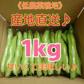 タイムセール‼️ 和歌山県産 産地直送♪ 朝どりふっくら そら豆1kg(野菜)