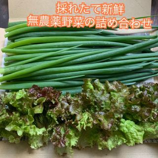 本日限定＊採れたて新鮮＊無農薬野菜の詰め合わせ＊絹さや等＊ネコポスで翌日配達＊(野菜)