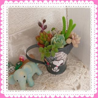 くまのがっこう様専用です☆多肉植物 寄せ植え☆ミニピッチャー☆黒☆(その他)