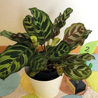 観葉植物　カラテア　マコヤナ②(その他)