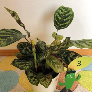 観葉植物　カラテア　マコヤナ③(その他)