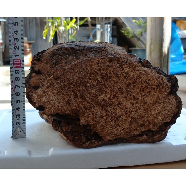 観賞用 さるのこしかけ 1.4キロ 天然物 桜の木 万年茸 観賞用 さるのこしかけ 1.4キロ 天然物 桜の木 万年茸