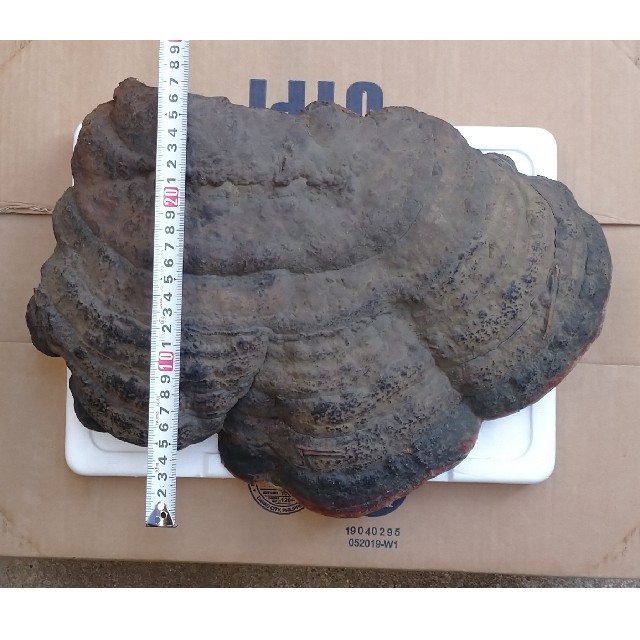 天然物　採れたて　巨大さるのこしかけ　48cm