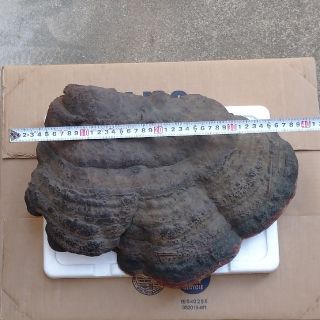 天然物　採れたて　巨大さるのこしかけ　48cm