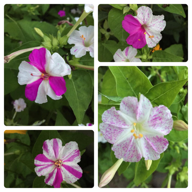 おしろい花の苗　５株 ハンドメイドのフラワー/ガーデン(その他)の商品写真