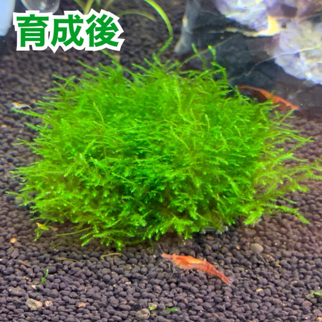 ウィローモスマット 約5cm 5cm 2枚の通販 By せい S Shop ラクマ ウィローモスマット 約5cm 5cm 2枚の通販 By せい S Shop ラクマ