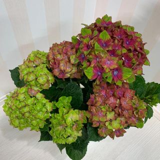 紫陽花 ♡ 天使のリップ ５号鉢 苗 ８(その他)