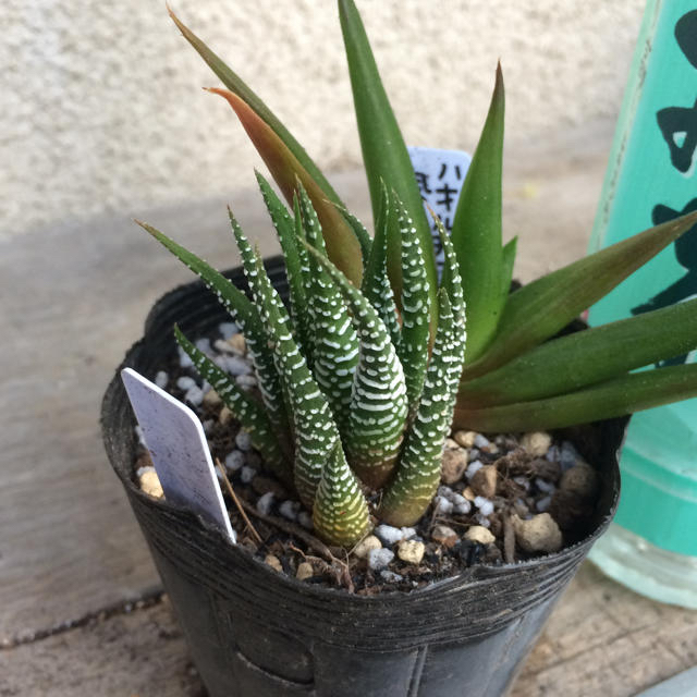写真2-4枚目！ デセプタ ユーフォルビア 多肉植物 塊根植物 実生