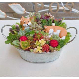 にこにこkids様　専用★オーダー★寄せ植え★多肉植物(その他)