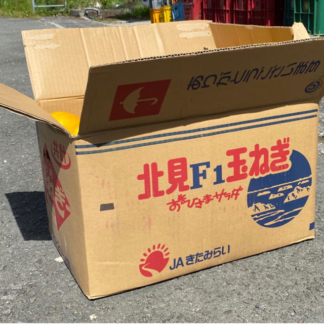 訳あり品　中玉多め　愛媛宇和ゴールド15Kg   河内晩柑　みかん　ジュース用 食品/飲料/酒の食品(フルーツ)の商品写真