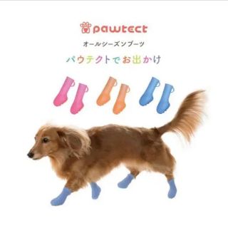 パウテクト(犬)