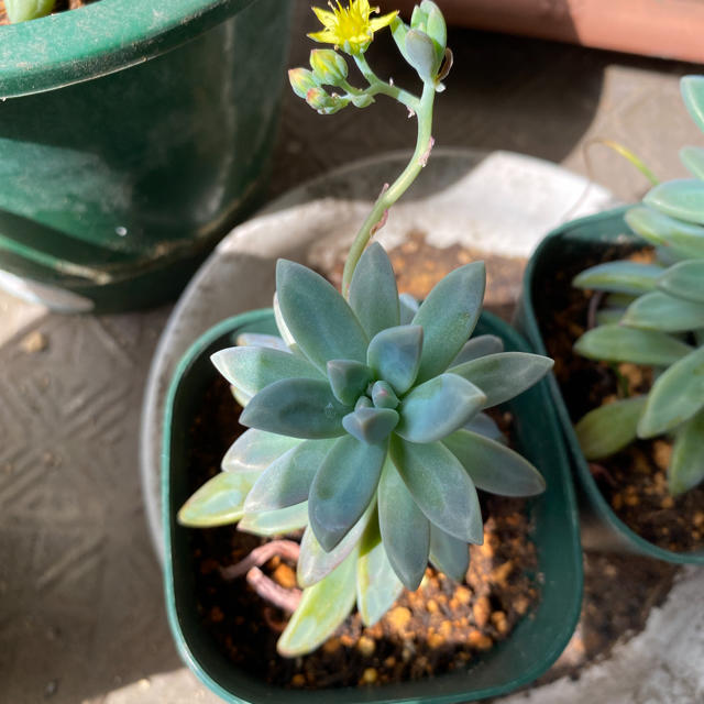 この春多肉植物を育ててみませんか 秋麗 抜き苗 ポット 土なし 可愛い花付きの通販 By フェンネルフラワー S Shop ラクマ