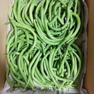 インゲン豆500グラム(野菜)