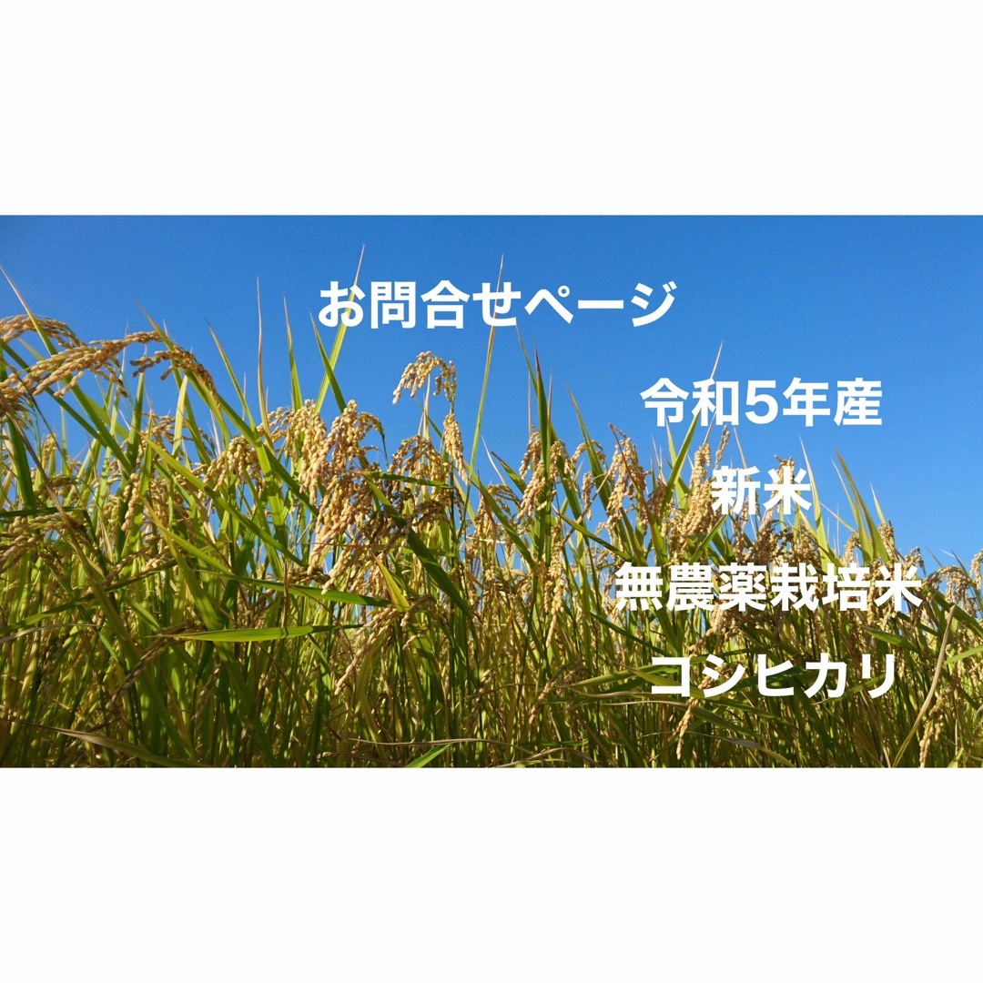 令和5年産 無農薬栽培米 コシヒカリ お問合わせ専用食品/飲料/酒