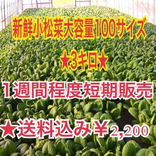 タイムSALE(3セット限)☆100サイズ箱にドッサリ！！新鮮小松菜特大3キロ(野菜)