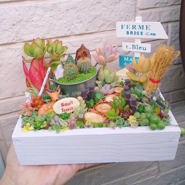 多肉植物  寄せ植え  即購入OK！ ハンドメイドのフラワー/ガーデン(その他)の商品写真