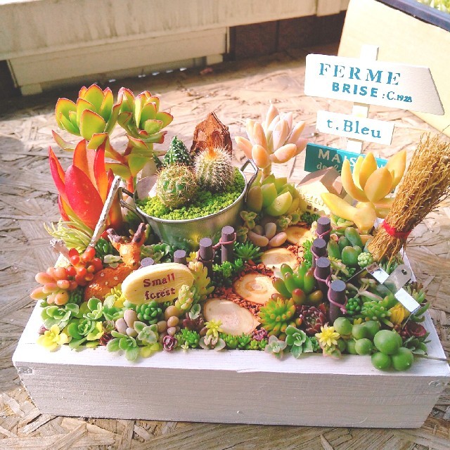 多肉植物  寄せ植え  即購入OK！ ハンドメイドのフラワー/ガーデン(その他)の商品写真