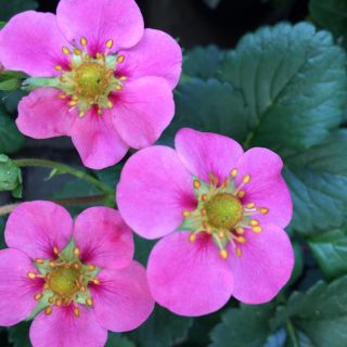 花の苗　ピンクの花　四季なりイチゴ　抜き苗(その他)