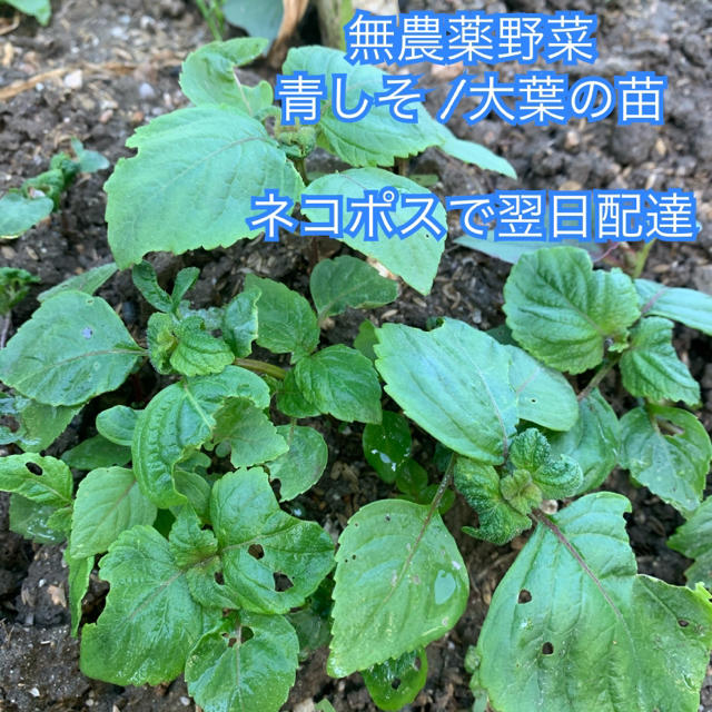 青しそ /大葉の苗3本＊抜き苗＊無農薬野菜＊ネコポスで翌日配達＊ 食品/飲料/酒の食品(野菜)の商品写真