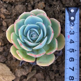 多肉植物　エケベリア　1つ6cm 七福神　今だけ！おまけでセダム付き(プランター)