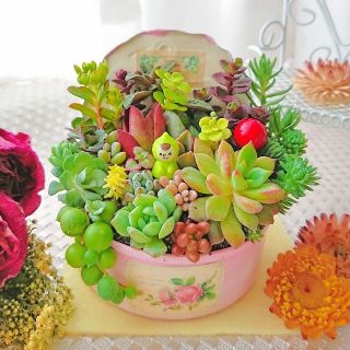 専用◆春の寄せ植え 小人の多肉の森 蓋つき ふんわりピンク×roseラベル(その他)