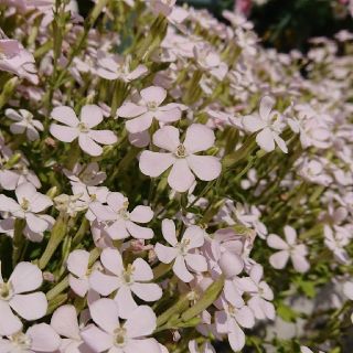 お花の種　白色　シレネ(プランター)