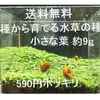 種から育てる水草。約9g（水草アクアリウム）(アクアリウム)