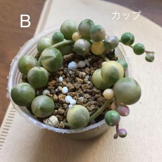 グリーンネックレス 班入り B カップごと(その他)