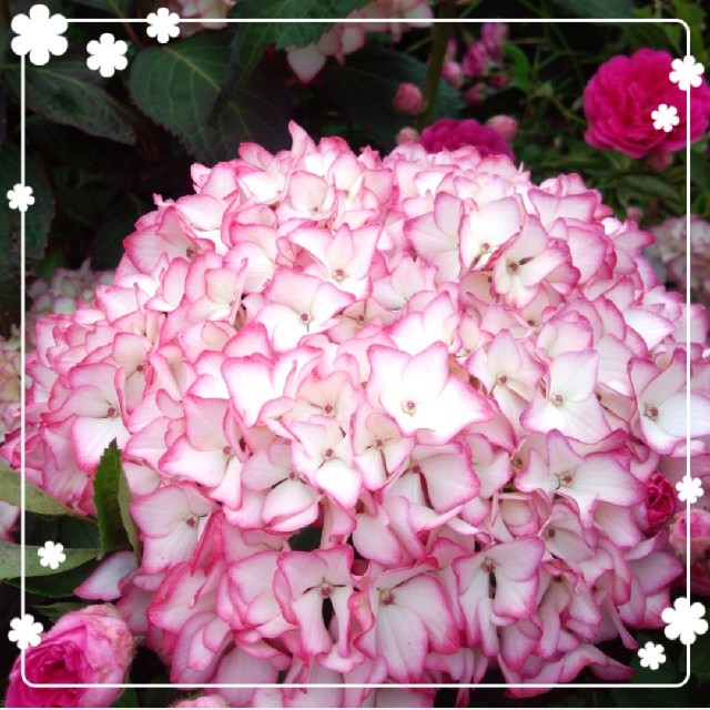 ♥️来年咲く♥️縁がピンクの紫陽花② ハンドメイドのフラワー/ガーデン(その他)の商品写真