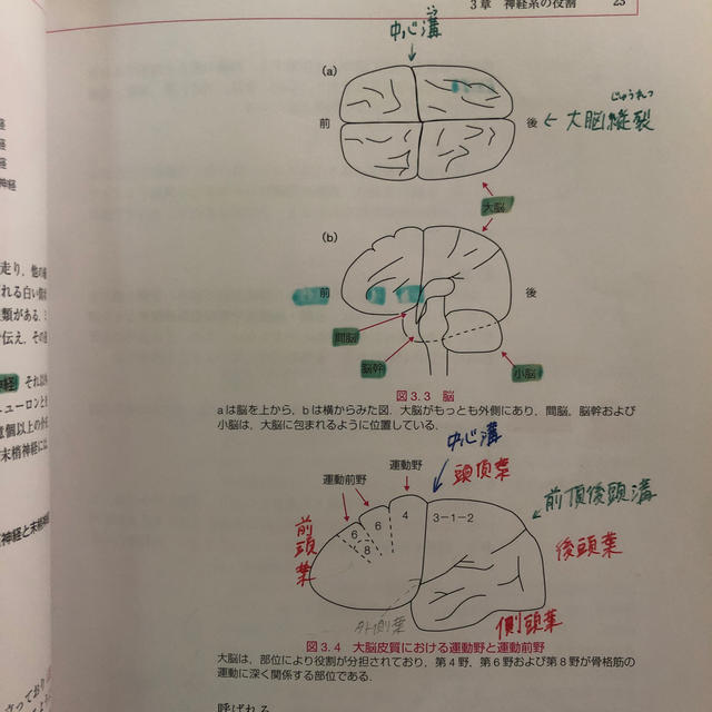 入門運動生理学 第４版 エンタメ/ホビーの本(趣味/スポーツ/実用)の商品写真