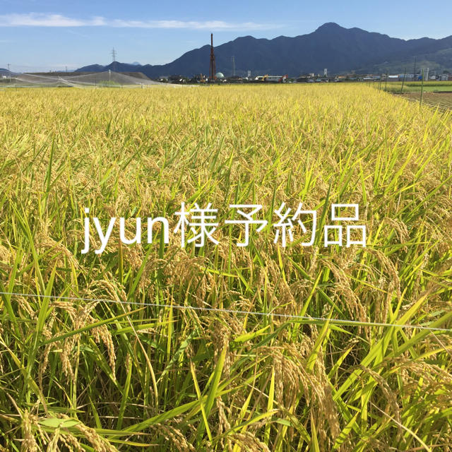 [jyun様予約品] 長野県産 天日干しコシヒカリ精米20kg 米/穀物
