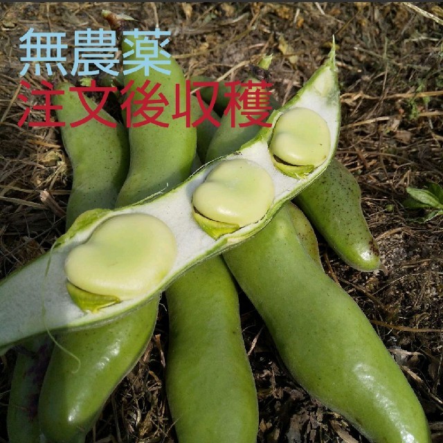 無農薬 空豆 食品/飲料/酒の食品(野菜)の商品写真