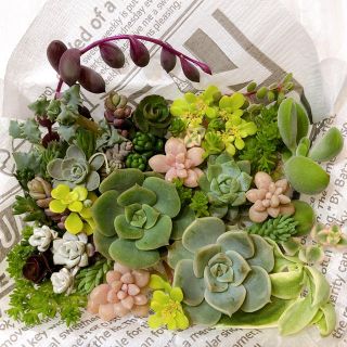 多肉植物  カット苗  Ｓパック③(その他)