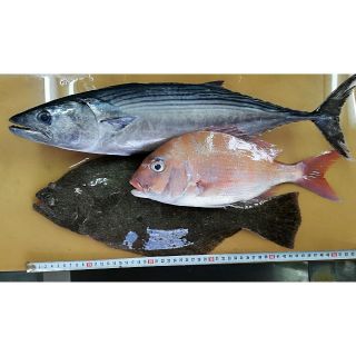 朝どれ鮮魚セット(その他)