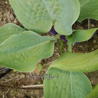 ホスタ4種類(その他)