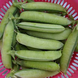 岡山県産  新鮮野菜  うすいえんどう  正味740グラム  無農薬(野菜)