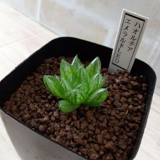 多肉植物　ハオルチア　エメラルドLED(その他)