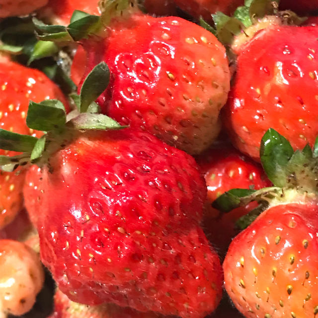 【hire】さま専用❣️完全無農薬とよのかイチゴ🍓苗 食品/飲料/酒の食品(野菜)の商品写真