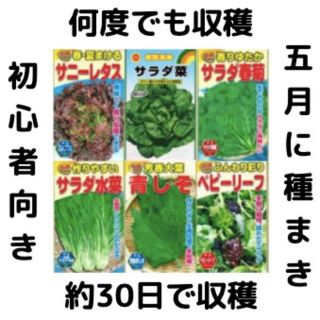 【すぐに何度でも収穫できるサラダ野菜の種6セット！】ベランダ、プランター(野菜)