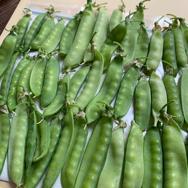 訳あり限定❗️最終出品❗️採れたてさやえんどう（絹さや）＊無農薬野菜＊ネコポス＊ 食品/飲料/酒の食品(野菜)の商品写真